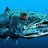 Baracuda012